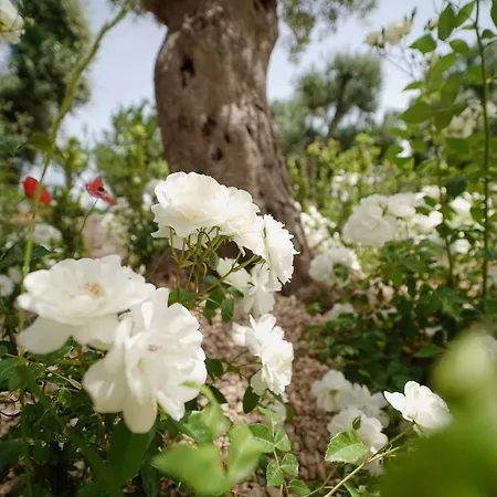 Almasol - Charme Experience Castellana Grotte